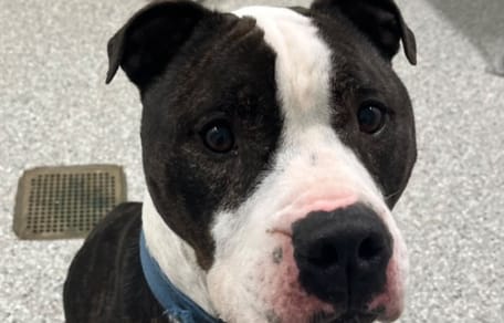 Duke the dog at the shelter