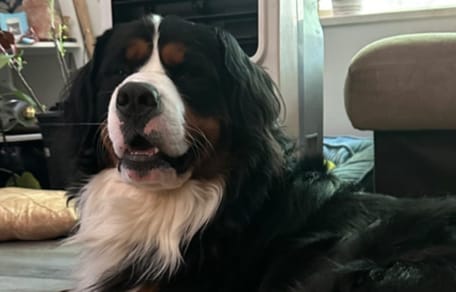 Hund Duncan