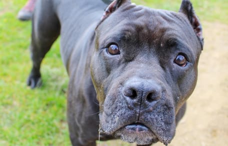 Dunkler American Bully XXL