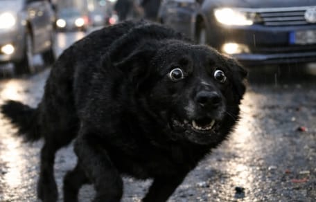 Perro oscuro huye presa del pánico
