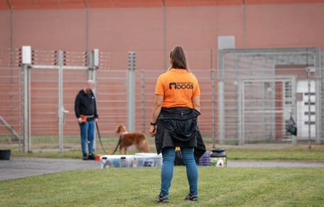Dutch Cell Dogs en Wamiz gaan een samenwerking aan voor het adopteren van honden