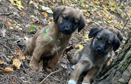 Dwa z porzuconych szczeniaków