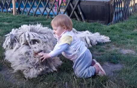 Dziecko bawi się z komondorem