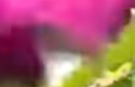 A flash of pink in the woods