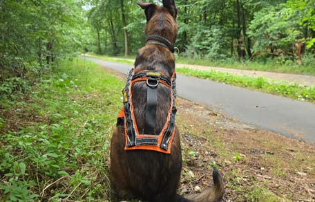 Een antiwolvenvest met pinnen bij Mechelse herder Mia