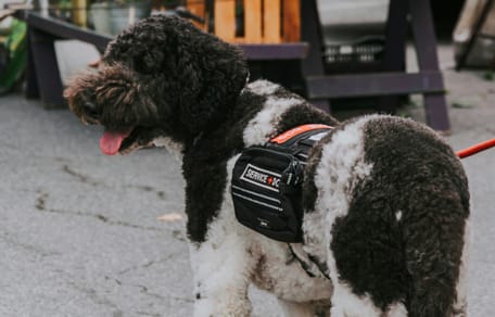 Een dag in het teken van hulphonden in Rotterdam