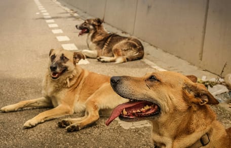 Een groep wilde honden zorgt voor angstige taferelen in stad VS