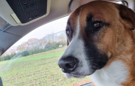 Een hond in Deurne in paniek slaat op de vlucht na harde vuurwerk knal