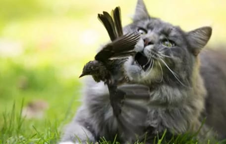 Een kat die jaagt op een vogel. Binnenkort verleden tijd?