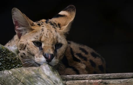 Een serval loopt rond in Gelderse straten