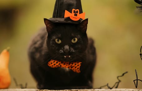 Een Spaans dorp stopt met adoptie zwarte katten rondom Halloween