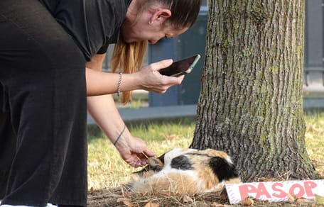 Een treinreiziger op Rotterdam CS die NS-poes Madelief aait