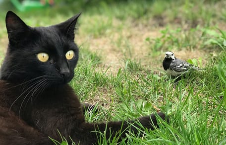 Erste Katze stirbt in den Niederlanden an Vogelgrippe