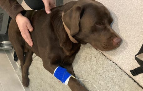 Un Labrador couleur chocolat avec une perfusion