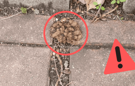 Un nid de chenilles processionnaires hautement toxique.