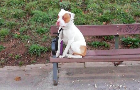 een witte hond zit op een parkbank