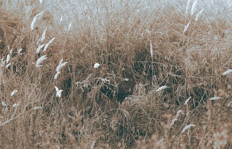 Een hurende vrouw redt honden die in het struikgewas zijn achtergelaten