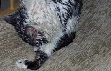 Eine Katze kommt nass und verstört nach Hause
