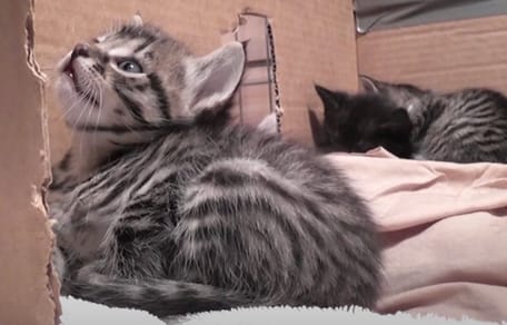 Eine kleine Katzenfamilie