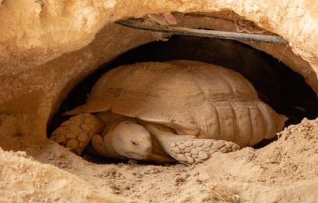 Überraschung im Schildkrötenbau: Die Aufzeichnung der Überwachungskamera bringt Licht ins Dunkel