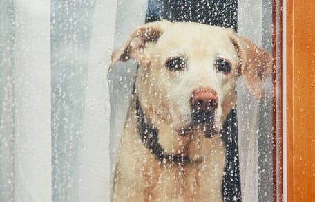 Einsamer Hund schaut aus dem Fenster