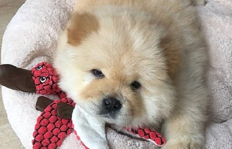 szczeniak leżący obok pluszowej zabawki