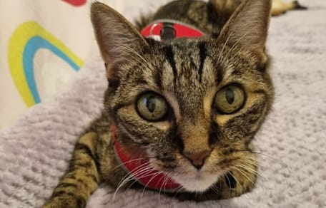 Cette chatte a été amenée chez le vétérinaire pour une euthanasie après l'hospitalisation de sa maîtresse