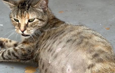 Credono sia incinta e la abbandonano, ma la diagnosi del veterinario è terribile