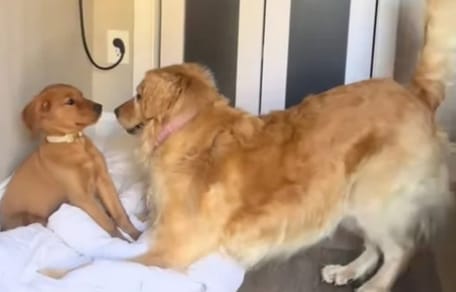 Ellie trifft auf Welpe Maple