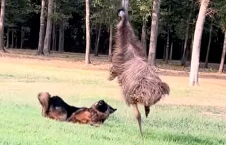 Emù e cane che giocano insieme