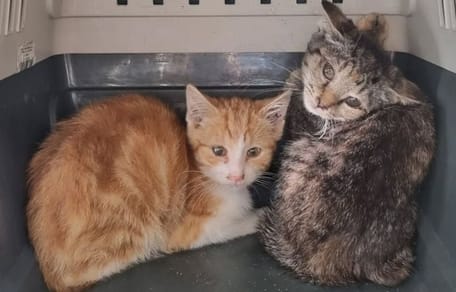 Enkele van de verwaarloosde katten gevonden op een boerderij in Halderberge
