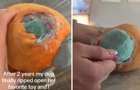 Scoperta nel giocattolo per cani