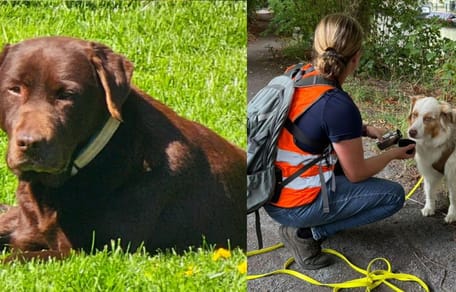 Er wordt met man en macht gezocht naar hond Shadow rondom Utrecht