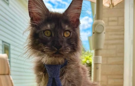 Erebus, chat avec 29 orteils