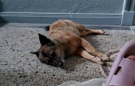 Erschöpfter Hund liegt auf dem Boden