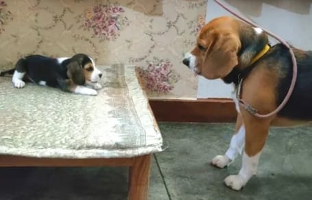 Dorosły beagle i jego szczeniak