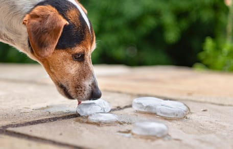 ¿Es bueno el hielo para perros?