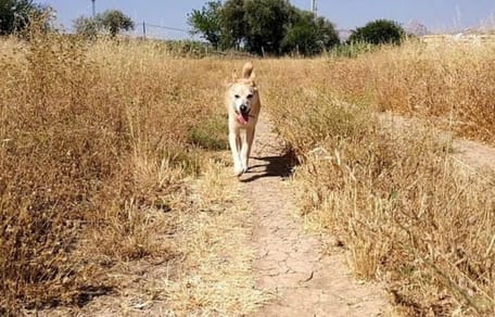 espigas-en-perros