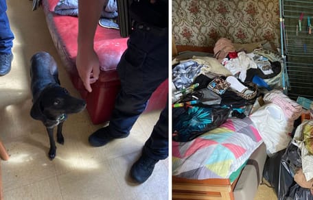 Espoir, la chienne secourue