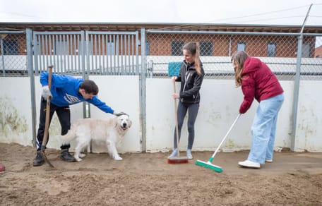 Extra handjes voor dit asiel in Breda die jaarlijks zorgt voor 250 honden en 1350 katten