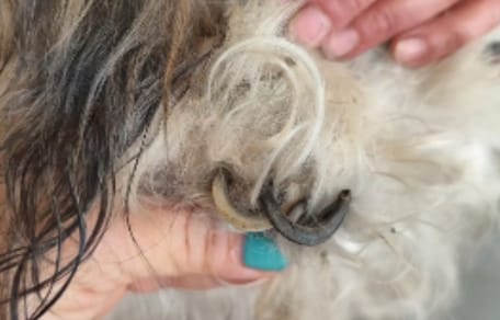 Extrem lange Hundekrallen