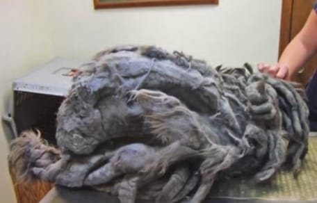 Gato extremadamente enmarañado