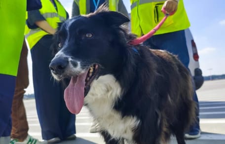 Falco, der Flughafen-Hund