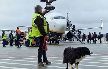 Falco, pies z lotniska