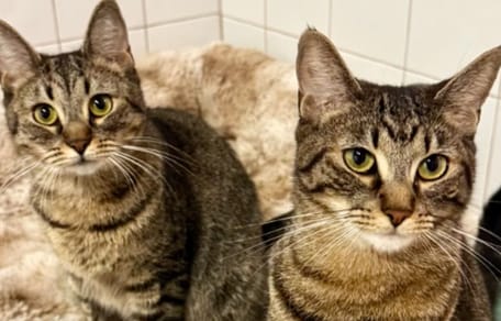 kattenfamilie