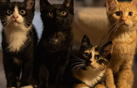 Famiglia di gatti
