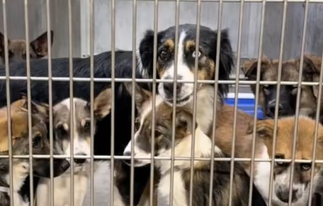 Dog family