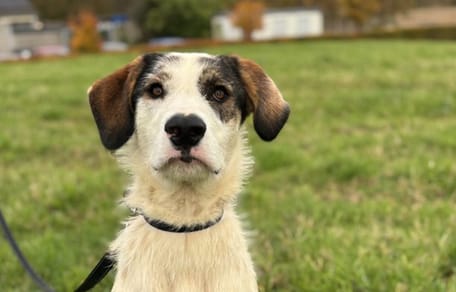 Fayah is op zoek naar een nieuw thuis. Wil jij haar adopteren?