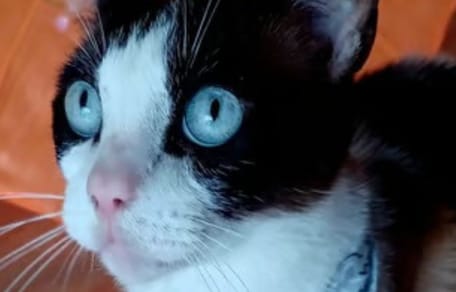 fede-gato-en-adopcion