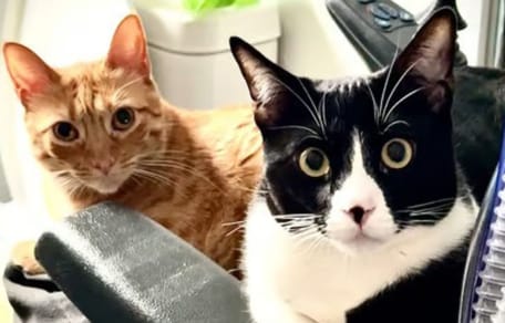 figaro-frida-gatos-adopcion